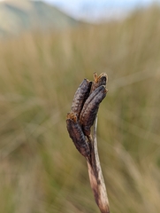 Sisyrinchium palustre