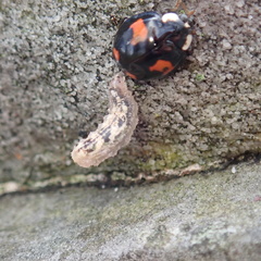 Harmonia axyridis