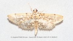 Tylostega pectinata