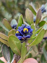 Monnina crassifolia