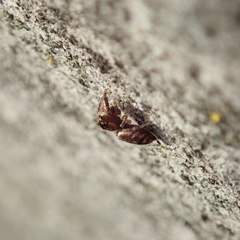 Macaroeris nidicolens