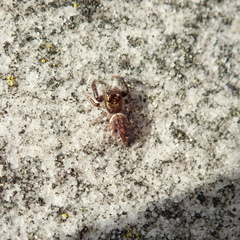 Macaroeris nidicolens