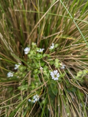 Stellaria recurvata