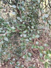 Syzygium buxifolium
