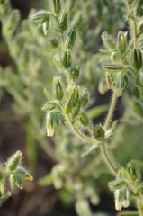 Onosma tinctoria