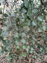 Syzygium buxifolium