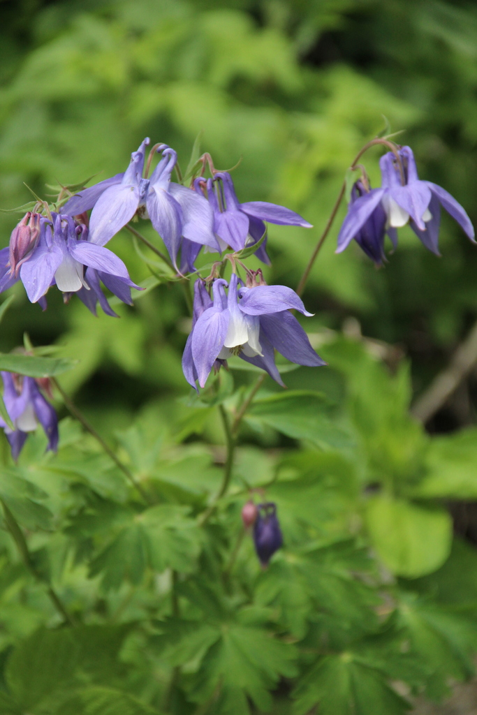 Olympian columbine