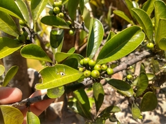 Sideroxylon obtusifolium