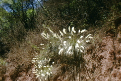 Cortaderia hieronymi
