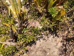 Sideroxylon obtusifolium