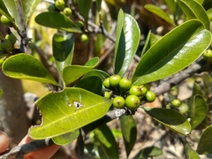 Sideroxylon obtusifolium