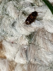 Litargus