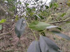 Ilex latifolia