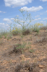 Prangos odontalgica