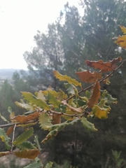 Quercus × cerrioides