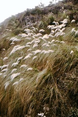 Cortaderia hieronymi