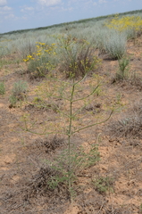 Prangos odontalgica