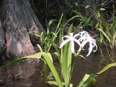 Crinum americanum