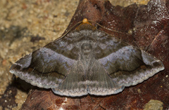 Buzara onelia