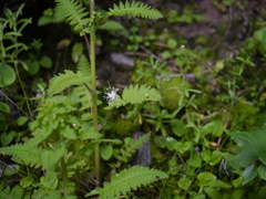 Juncus thomsonii