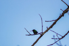 Chlorostilbon lucidus