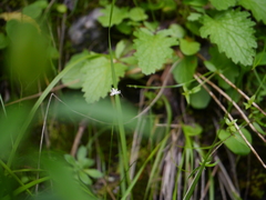 Juncus thomsonii