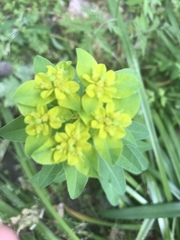 Euphorbia oblongata