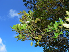 Heberdenia excelsa