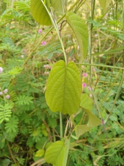 Magnoliopsida