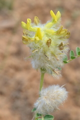Astragalus vulpinus
