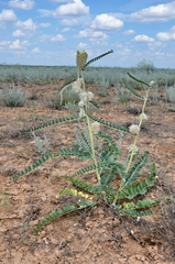 Astragalus vulpinus