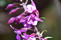 Calanthe sylvatica image