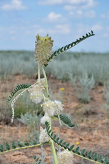 Astragalus vulpinus