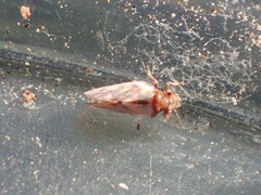 Nyctiphalerus vermiculosus