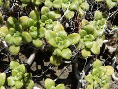 Aeonium lindleyi image