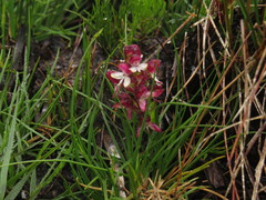 Disa albomagentea