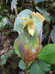 Pleurothallis siphoglossa