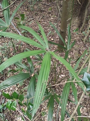 Rhapis excelsa