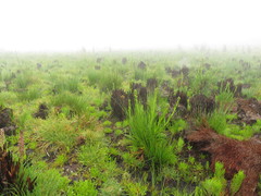 Senecio subcanescens