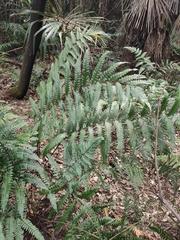 Woodwardia japonica