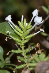 Plumbago zeylanica