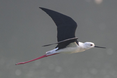 Himantopus himantopus