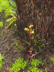Senecio subcanescens