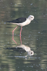 Himantopus himantopus