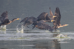 Phalacrocorax carbo