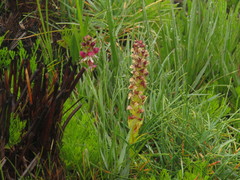 Disa albomagentea