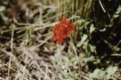 Glandularia peruviana
