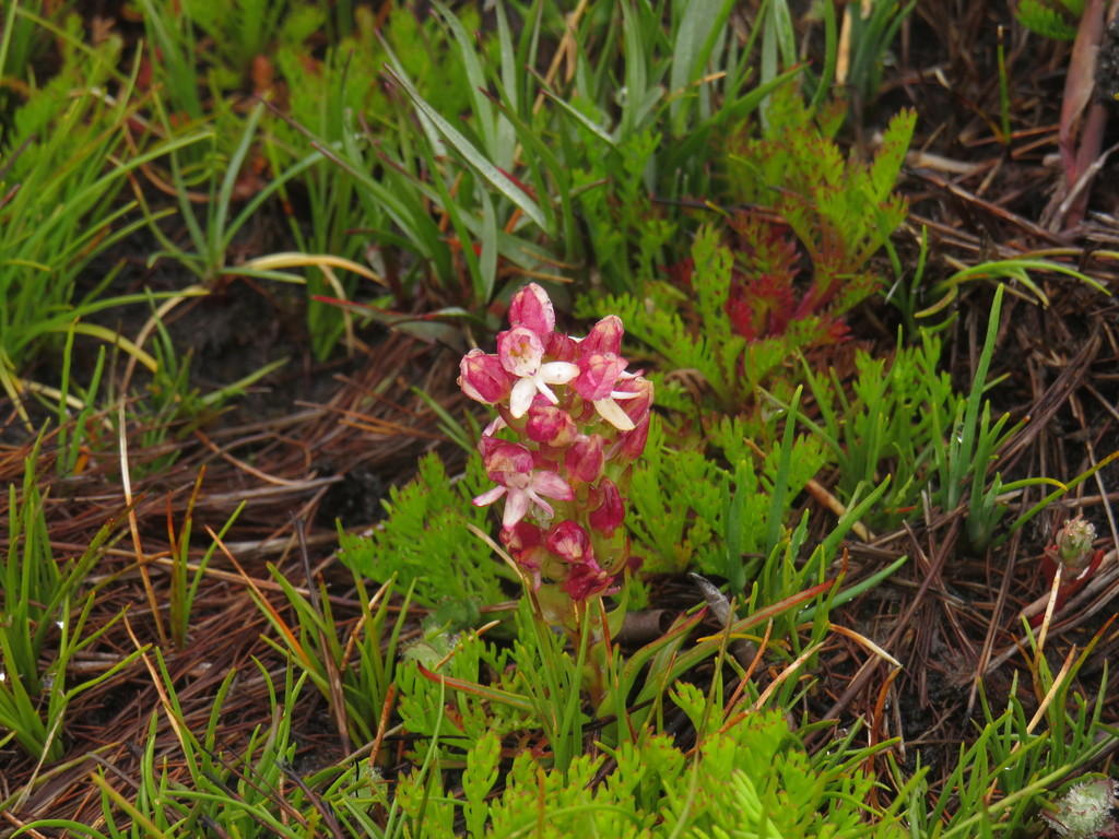 Disa albomagentea × obtusa