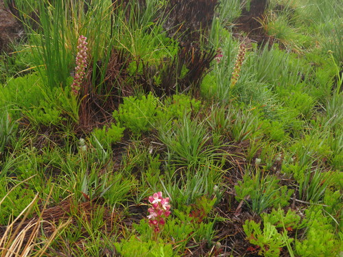 Image of Disa albomagentea by (c) Jeremy Gilmore, some rights reserved (CC BY)