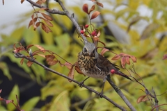 Turdus pilaris
